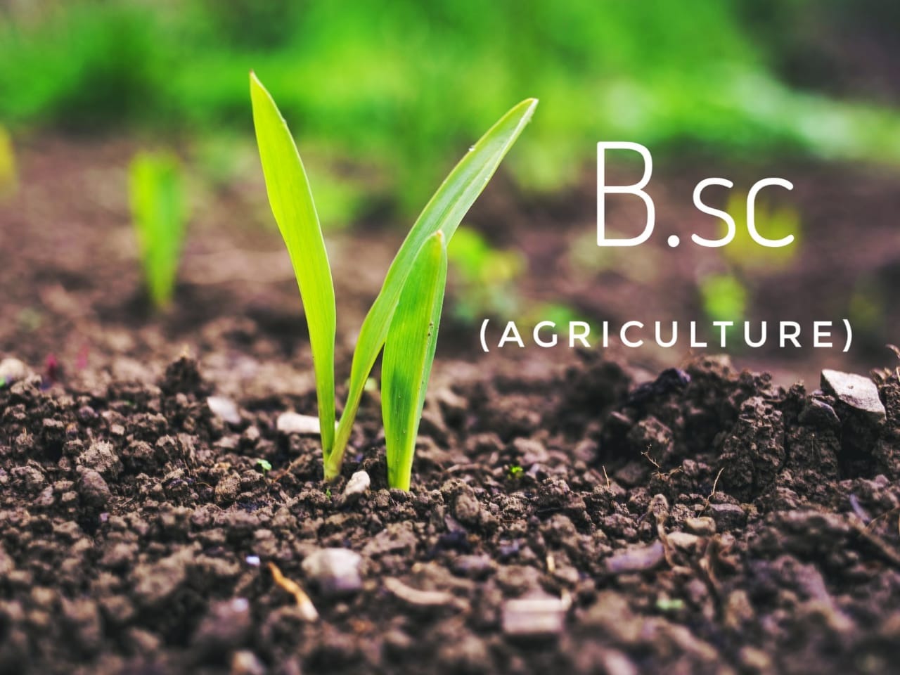 B.Sc. in Agriculture
